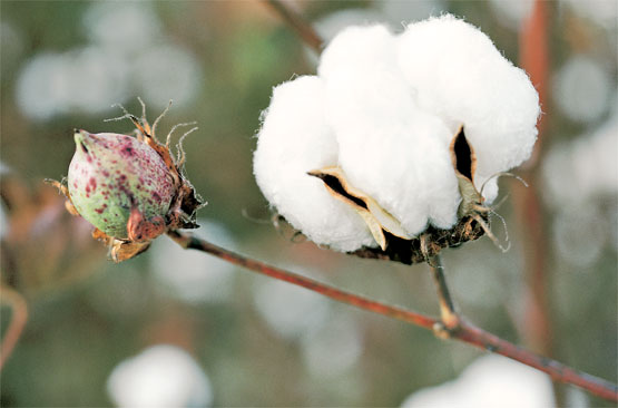 bavlna kvet ped sklizni